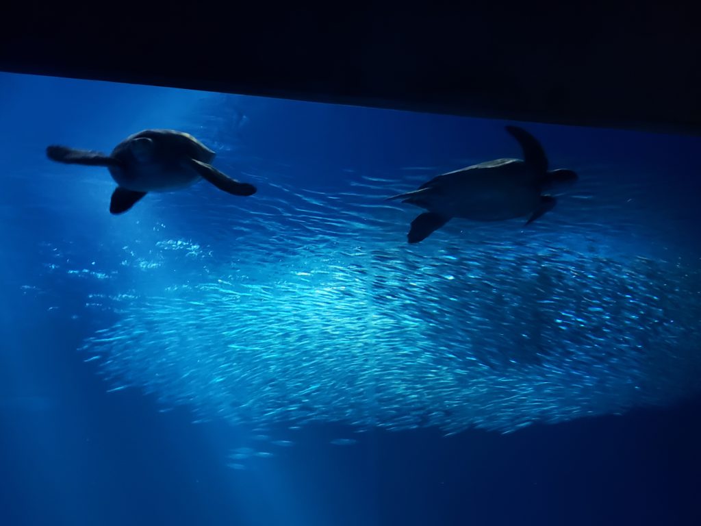 Sea Turtles Swimming with a school of fish at monterey bay aquarium